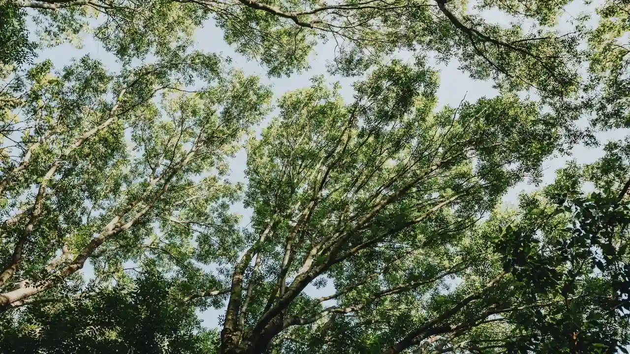 寻找敌伦交换母亲小说的常见问题与平台选择指南