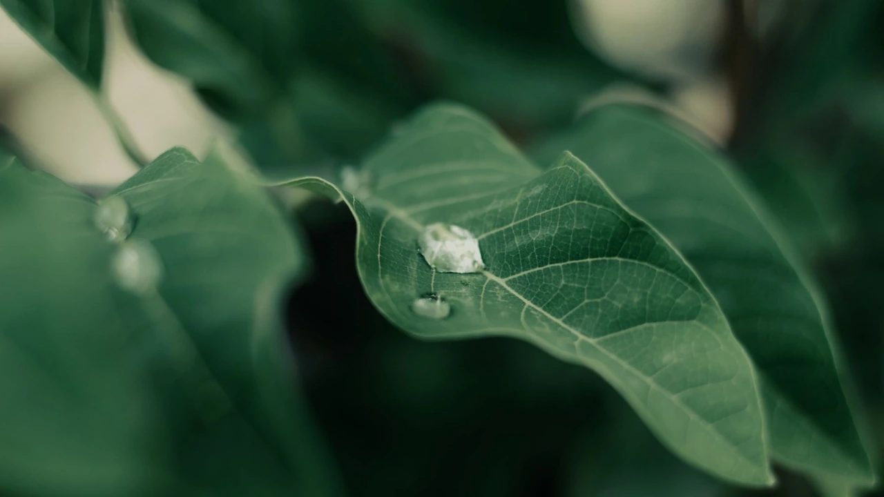 现在还能找到能用的手机快播网址吗